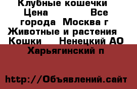 Клубные кошечки › Цена ­ 10 000 - Все города, Москва г. Животные и растения » Кошки   . Ненецкий АО,Харьягинский п.